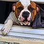 animal, brown_and_white, close_up, companion, curious, curtain, dog, domestic, ears, face, nail, outside, paw, pet, resting, sill, sleepy, snout, window, wood