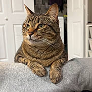 Salem joined the competition — help win amazing prizes! cat, tabby, pet, animal, feline, indoor, cozy, resting, blanket, gray, fur, whiskers, ears, eyes, paws, relaxed, household, door, furniture, comfort