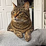 cat, tabby, pet, animal, feline, indoor, cozy, resting, blanket, gray, fur, whiskers, ears, eyes, paws, relaxed, household, door, furniture, comfort