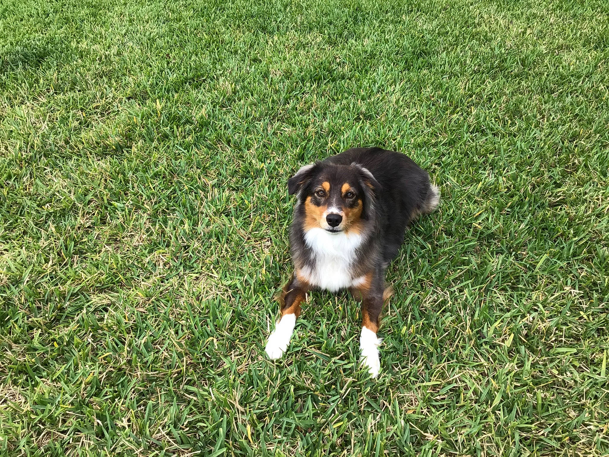 Bailey joined the competition — help win amazing prizes! ball, canidae, carnivore, companion_dog, dog, dog_breed, grass, grassland, groundcover, hound, hunting_dog, people_in_nature, plant, sporting_group, terrestrial_animal, toy_dog, working_dog