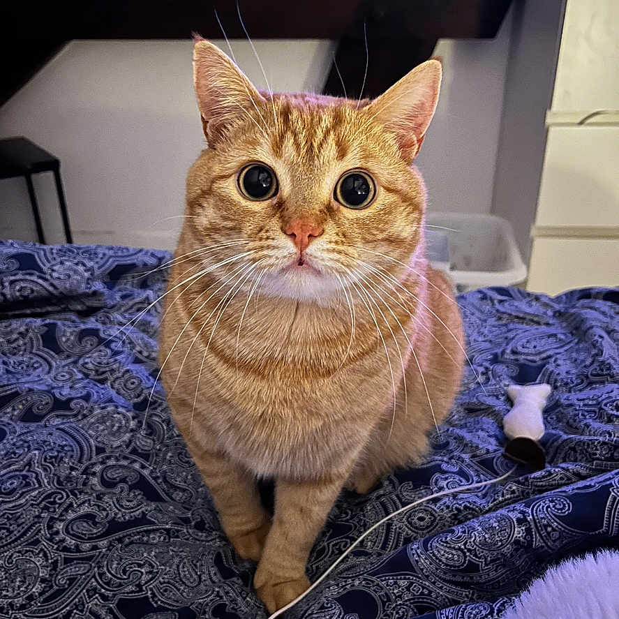 Saphir participe au concours pour gagner de l'argent avec cette photo : animal, bedspread, cat, close_up, cozy, curious, decor, domestic, ears, feline, furniture, indoor, orange_tabby, patterned_fabric, pet, resting, room, whiskers, wide_eyes, wooden_beams