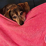 Lilou participe au concours pour gagner de l'argent avec cette photo : animal, blanket, closeup, comfort, couch, cozy, cute, dog, ears, face, fur, indoors, pet, pink, relaxed, resting, sleepy, snuggled, soft, warm