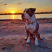 Rocket is registered to the contest to win money with this photo: dog, sunset, lake, sand, outdoor, animal, pet, collar, chain, sky, clouds, water, nature, evening, landscape, reflection, peaceful, calm, sitting, scenic