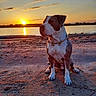 dog, sunset, lake, sand, outdoor, animal, pet, collar, chain, sky, clouds, water, nature, evening, landscape, reflection, peaceful, calm, sitting, scenic