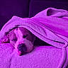 blanket, canine, comfort, couch, covered, cozy, dog, domestic_animal, fur, home, indoor, nap, peaceful, pet, purple_light, quiet, relaxation, resting, sleeping, soft_texture