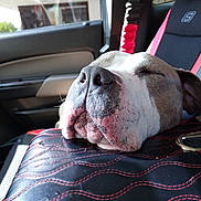 Rocket Man joined the competition — help win amazing prizes! dog, sleeping, car_interior, seat, cushion, closeup, pet, nap, black, red, stitching, leather, resting, canine, animal, vehicle, comfort, relaxation, head, snout