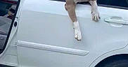 Rocket Man is registered to the contest to win money with this photo: dog, car, white_car, open_window, pet, happy_dog, suburban, driveway, house, animal, canine, outdoor, road, vehicle, leisure, smiling_dog, paw, transportation, daytime, domestic_animal