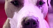 Rocket Man joined the competition — help win amazing prizes! animal, blurred_background, canine, close_up, companion, cute, dog, domestic_animal, ears, expression, face, friendly, fur, indoor, looking_at_camera, muzzle, pet, pink_light, portrait, purple_light