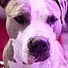 Rocket Man joined the competition — help win amazing prizes! dog, close_up, portrait, indoor, pet, canine, animal, face, fur, muzzle, ears, expression, purple_light, pink_light, blurred_background, looking_at_camera, domestic_animal, companion, cute, friendly