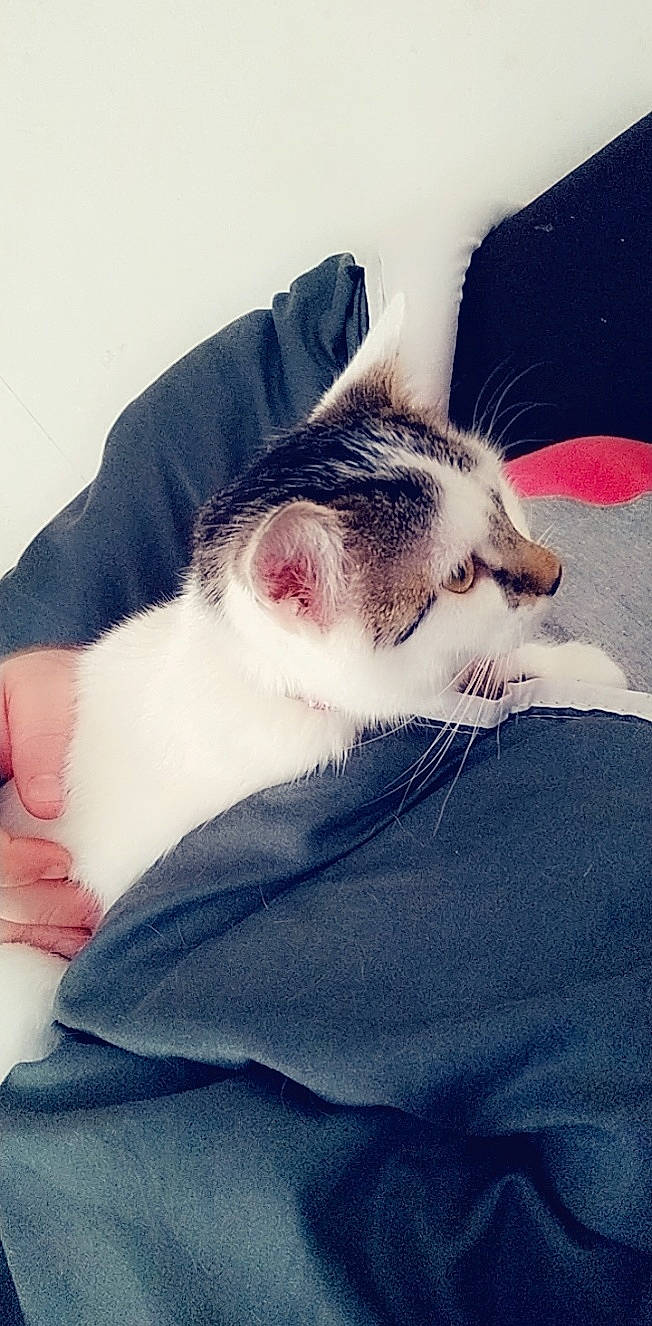 Panache participe au concours pour gagner de l'argent avec cette photo : carnivore, cat, ear, eye, felidae, forehead, fur, kitten, leg, nap, nose, skin, sleep, small_to_medium_sized_cats, whiskers