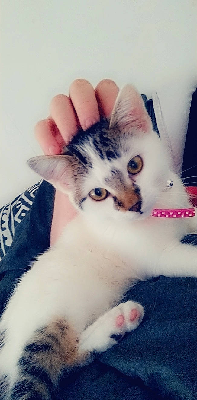 Panache participe au concours pour gagner de l'argent avec cette photo : aegean_cat, american_wirehair, asian, carnivore, cat, domestic_short_haired_cat, ear, european_shorthair, eye, felidae, fur, hand, kitten, mammal, nose, paw, polydactyl_cat, skin, small_to_medium_sized_cats, whiskers