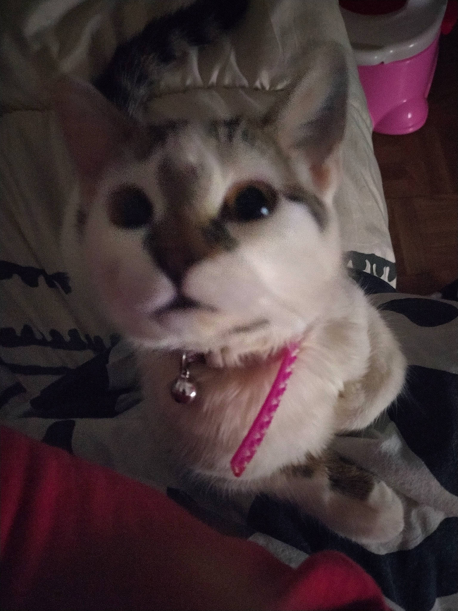 Panache a rejoint le concours — aidez-le/la à gagner de superbes lots ! asian, carnivore, cat, ear, felidae, fur, kitten, nose, paw, photography, small_to_medium_sized_cats, snout, whiskers