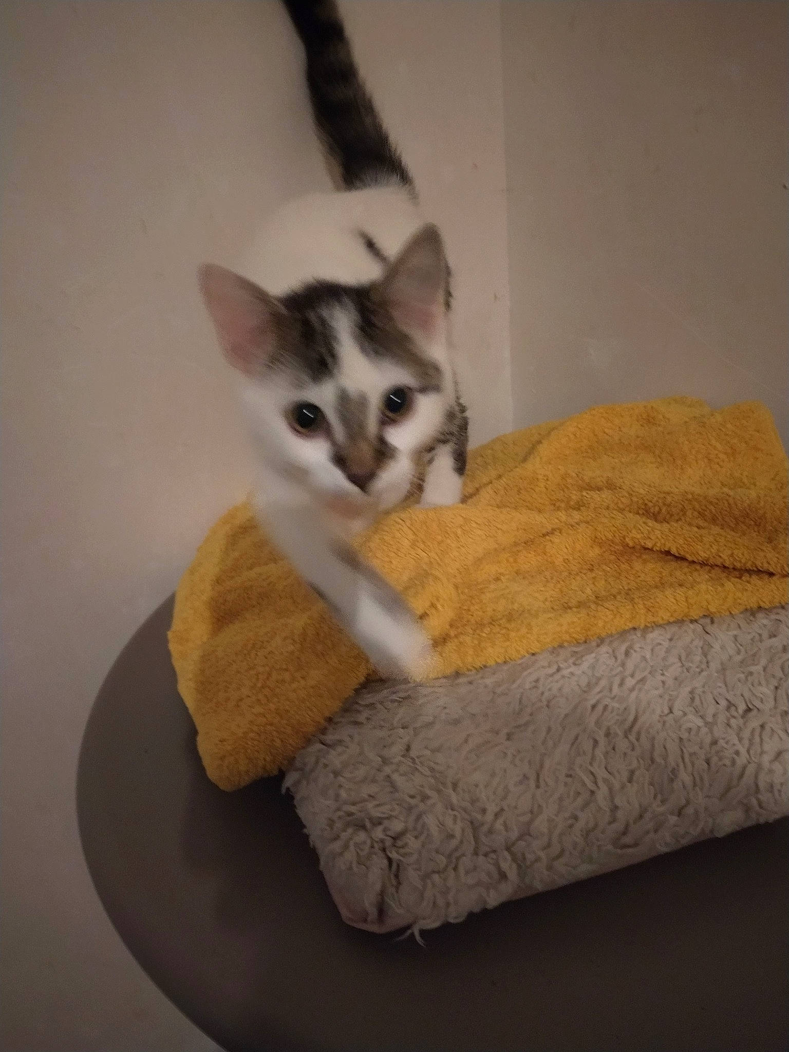 Panache a rejoint le concours — aidez-le/la à gagner de superbes lots ! aegean_cat, asian, carnivore, cat, cat_bed, domestic_short_haired_cat, european_shorthair, felidae, kitten, mammal, singapura, small_to_medium_sized_cats, tail, whiskers