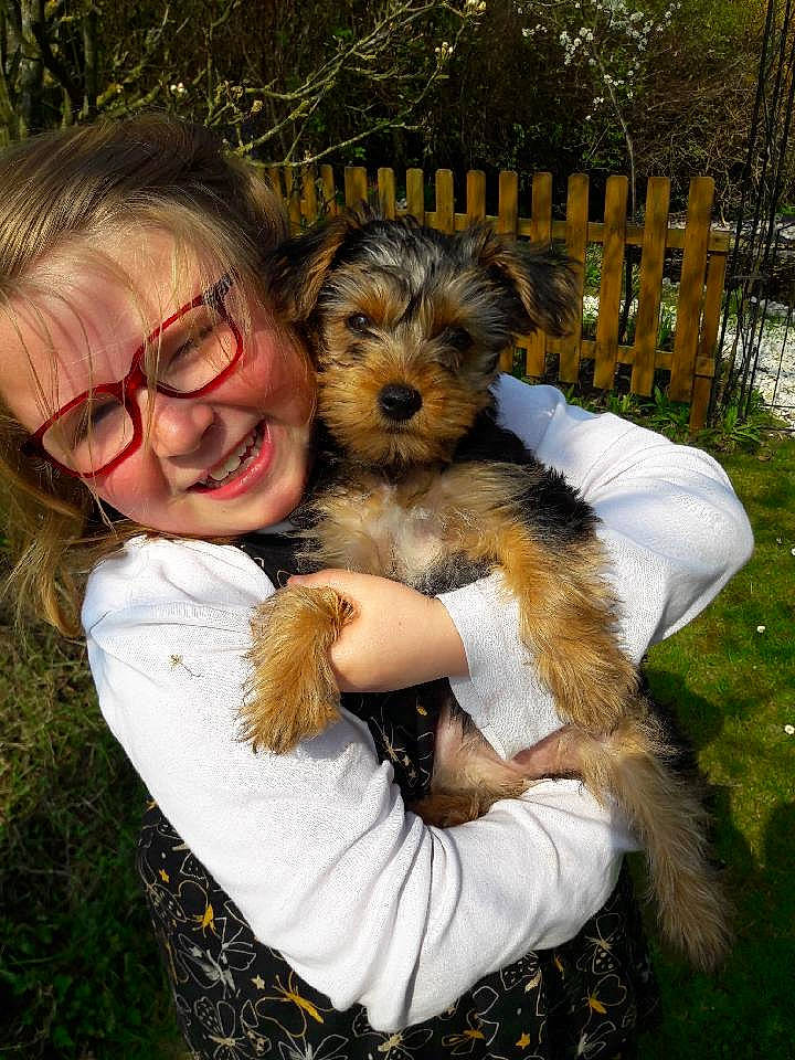 Pitt a rejoint le concours — aidez-le/la à gagner de superbes lots ! biewer_terrier, bosnian_coarse_haired_hound, canidae, carnivore, cavachon, companion_dog, dog, dog_breed, joy, maltepoo, mammal, morkie, person, petit_basset_griffon_vendeen, puppy, puppy_love, schnoodle, sporting_lucas_terrier, terrier, vertebrate