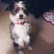 Cooper is registered to the contest to win money with this photo: animal, brown_and_white, canine, carpet, collar, companion, curious, cute, dog, domestic, floor, fluffy, fur, furniture, home, indoor, looking, pet, sitting, small_dog