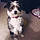 Cooper