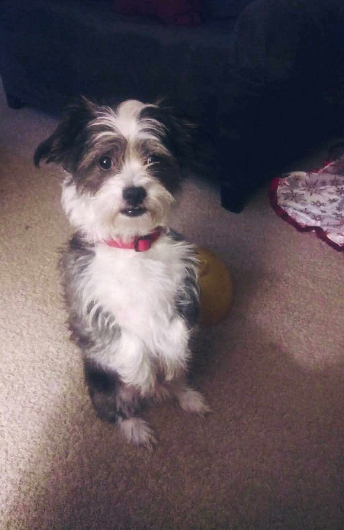 Cooper