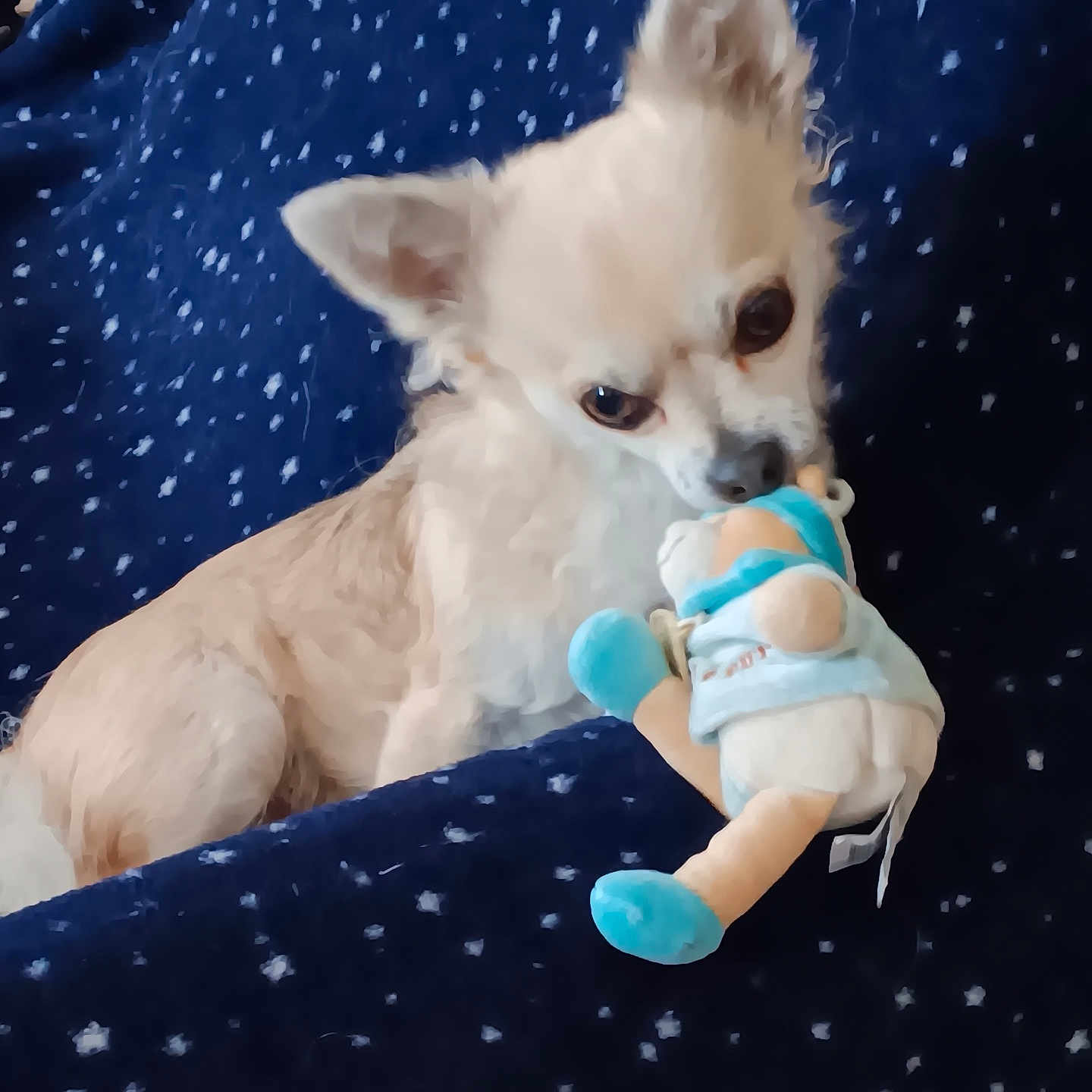 Ouilly participe au concours pour gagner de l'argent avec cette photo : animal, bed, blue_blanket, chihuahua, companion, cozy, cute, cute_pet, dog, indoor, light_fur, lying_down, pet, plush_toy, relaxed, resting, small_dog, soft_toy, star_pattern, toy