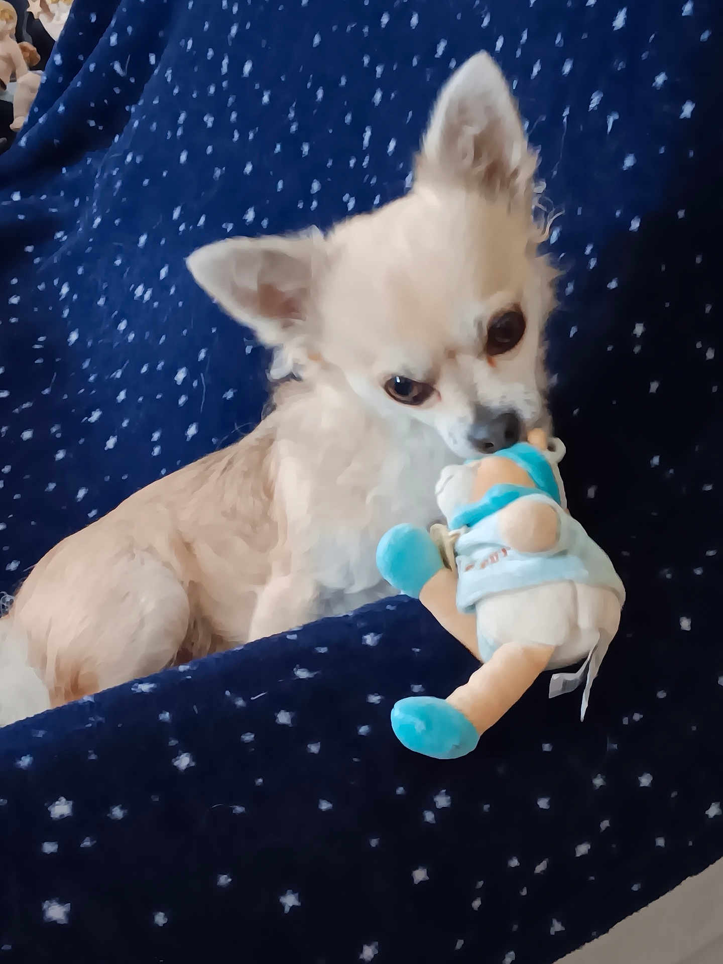 Ouilly participe au concours pour gagner de l'argent avec cette photo : dog, small_dog, chihuahua, plush_toy, blue_blanket, star_pattern, pet, animal, cute, indoor, lying_down, soft_toy, light_fur, cozy, bed, resting, toy, companion, cute_pet, relaxed