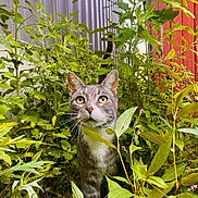 Milton is registered to the contest to win money with this photo: cat, gray_cat, white_chest, green_plants, garden, outdoor, nature, foliage, curious, animal, pet, whiskers, ears, eyes, walking, leaves, bushes, sunlight, daylight, adventure