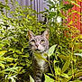 cat, gray_cat, white_chest, green_plants, garden, outdoor, nature, foliage, curious, animal, pet, whiskers, ears, eyes, walking, leaves, bushes, sunlight, daylight, adventure