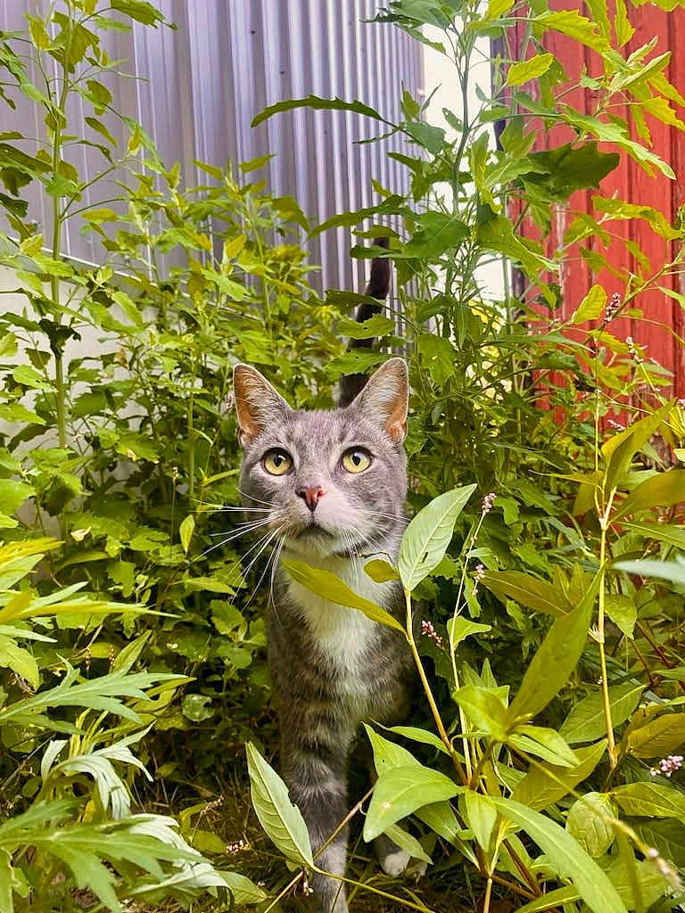 Milton