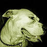 Star is registered to the contest to win money with this photo: animal, canine, chain_collar, close_up, dark_background, dog, ears, expression, fur, indoor, looking_away, muzzle, nostrils, pet, portrait, profile, snout, teeth, tongue_out, vintage_tint