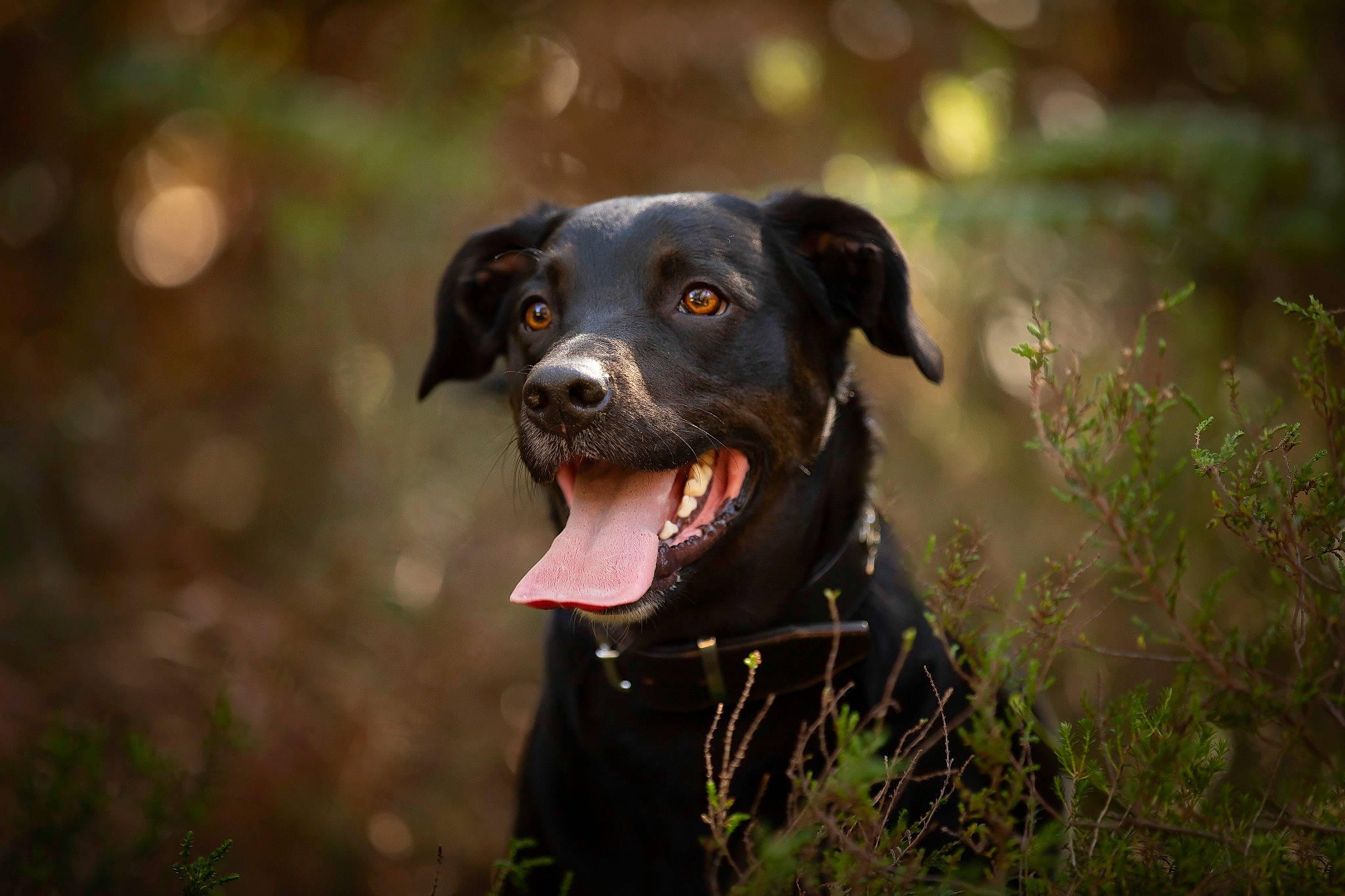Gaston a rejoint le concours — aidez-le/la à gagner de superbes lots ! borador, carnivore, collar, companion_dog, dog, dog_breed, dog_collar, grass, guard_dog, gun_dog, hunting_dog, labrador_retriever, plant, pointing_breed, retriever, snout, sporting_group, whiskers, working_animal, working_dog