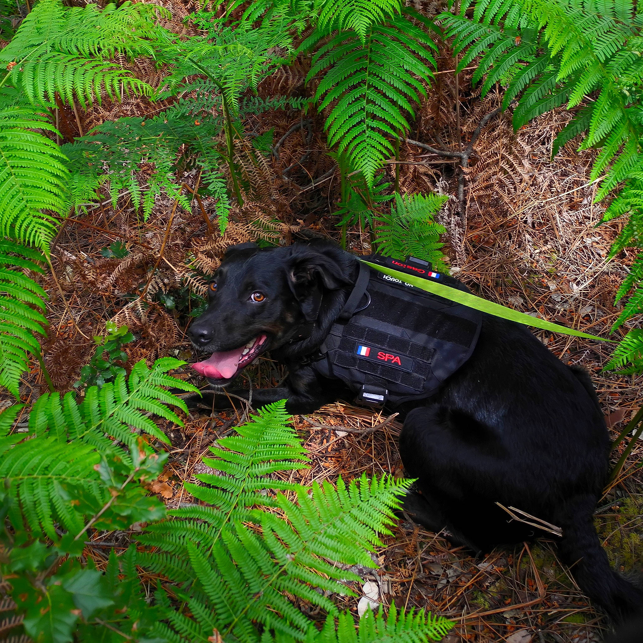 Gaston a rejoint le concours — aidez-le/la à gagner de superbes lots ! arecales, borador, carnivore, companion_dog, dog, dog_breed, forest, grass, groundcover, jungle, leaf, plant, shrub, sporting_group, tail, terrestrial_animal, terrestrial_plant, tree, wildlife, working_animal