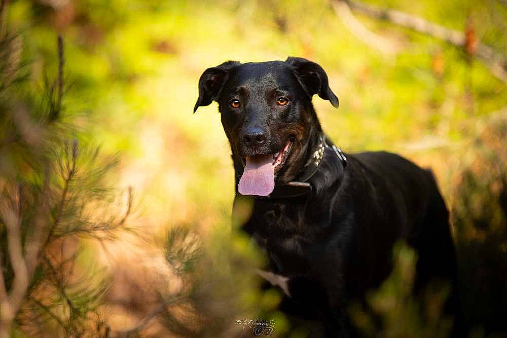 Gaston a rejoint le concours — aidez-le/la à gagner de superbes lots ! borador, canidae, carnivore, companion_dog, dog, dog_breed, eye, fawn, flash_photography, forest, grass, guard_dog, gun_dog, plant, snout, sporting_group, terrestrial_animal, tree, wood, working_animal