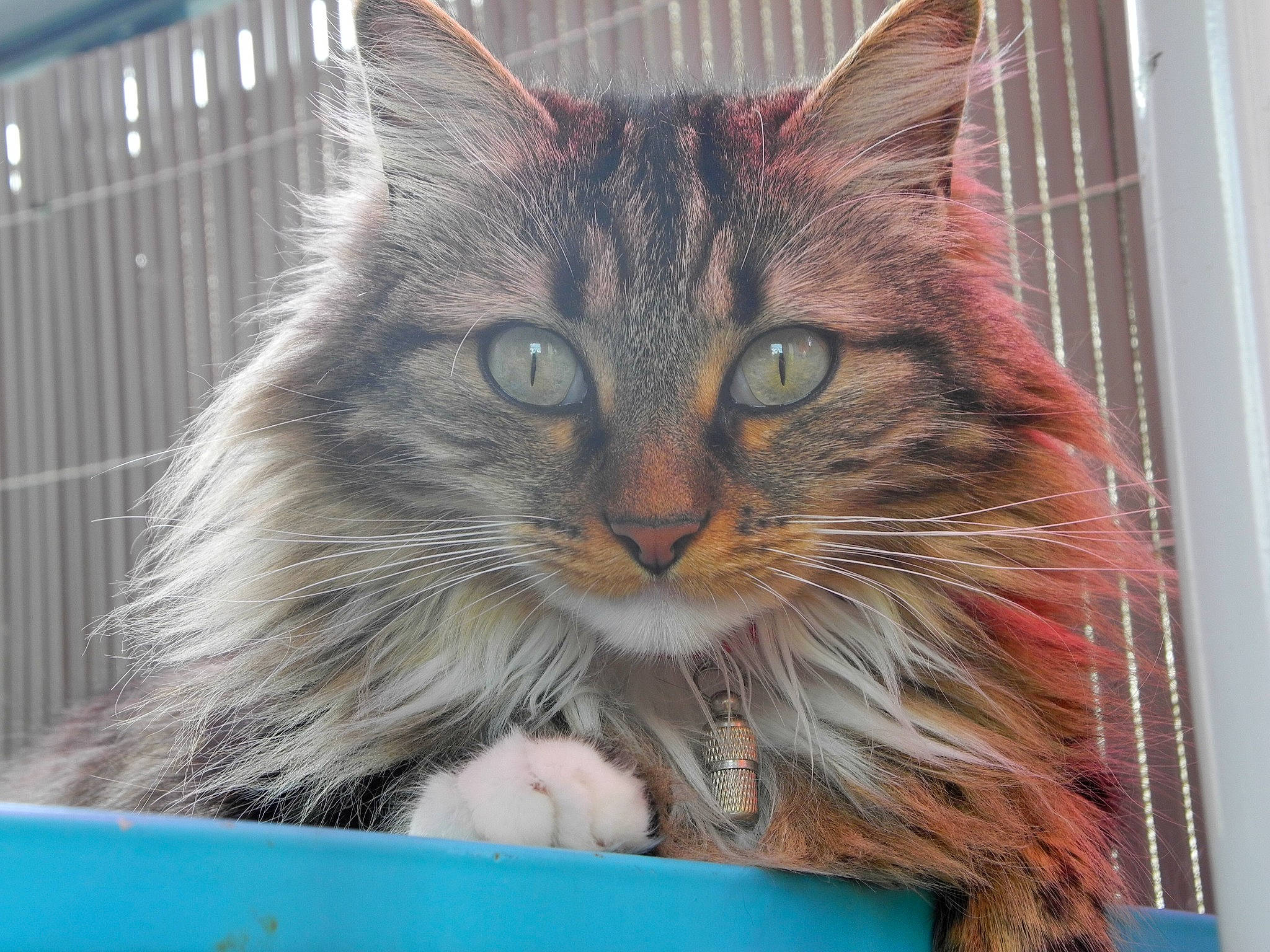 Nara participe au concours pour gagner de l'argent avec cette photo : animal_shelter, art, box, carnivore, cat, claw, domestic_short_haired_cat, fawn, felidae, fur, illustration, iris, maine_coon, paw, pet_supply, small_to_medium_sized_cats, snout, terrestrial_animal, whiskers, window