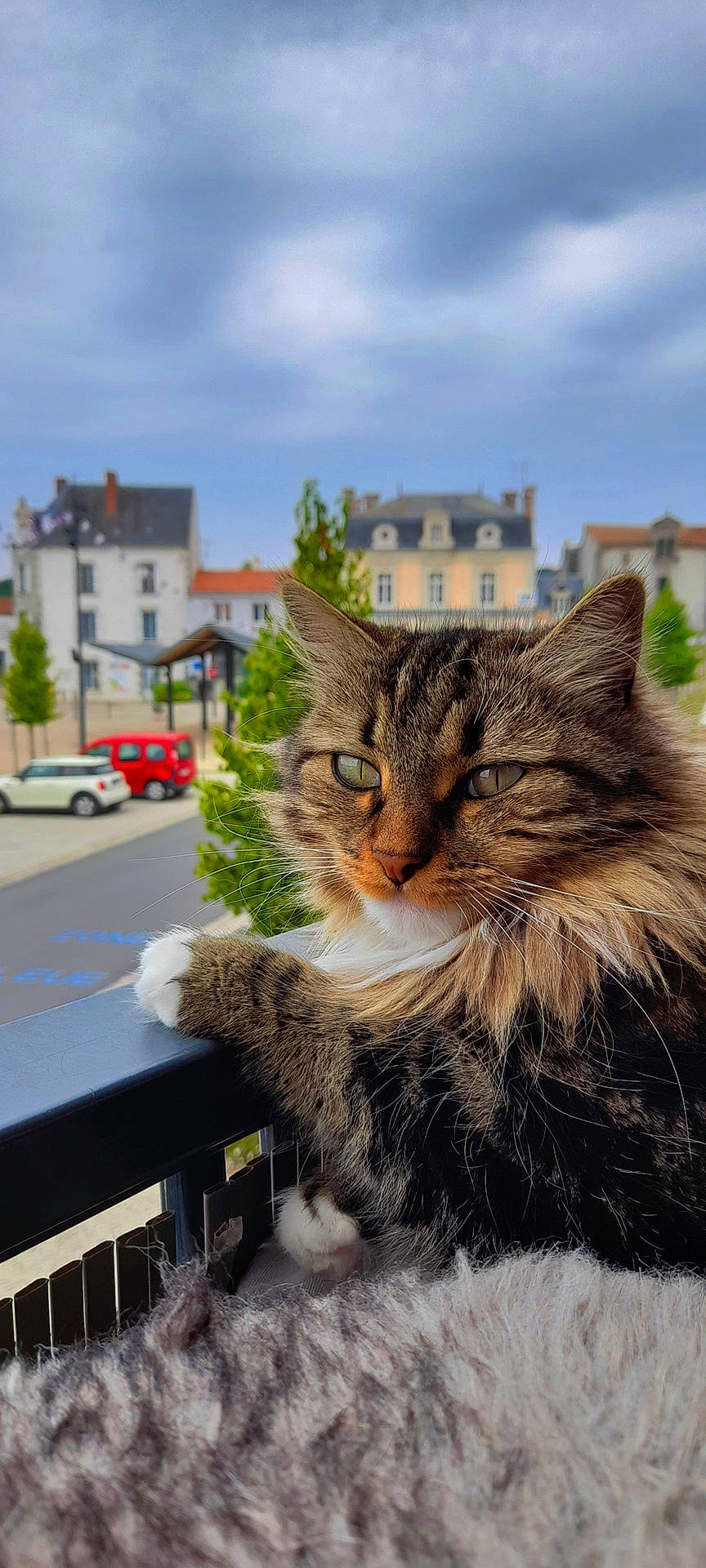Nara a rejoint le concours — aidez-le/la à gagner de superbes lots ! building, car, carnivore, cat, cloud, domestic_short_haired_cat, felidae, fur, grass, maine_coon, plant, road_surface, sky, small_to_medium_sized_cats, snout, tire, tree, wheel, whiskers, window