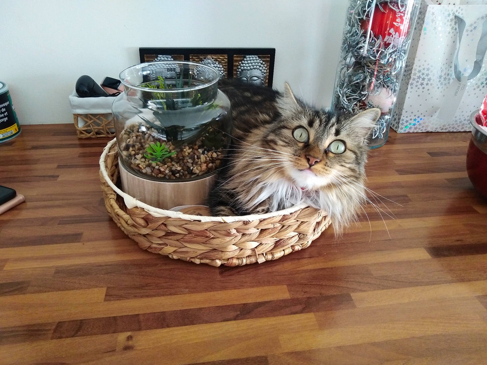 Nara a rejoint le concours — aidez-le/la à gagner de superbes lots ! basket, carnivore, cat, cat_supply, comfort, domestic_short_haired_cat, felidae, flooring, flowerpot, fur, hardwood, houseplant, laminate_flooring, plant, small_to_medium_sized_cats, storage_basket, whiskers, wicker, wood, wood_flooring