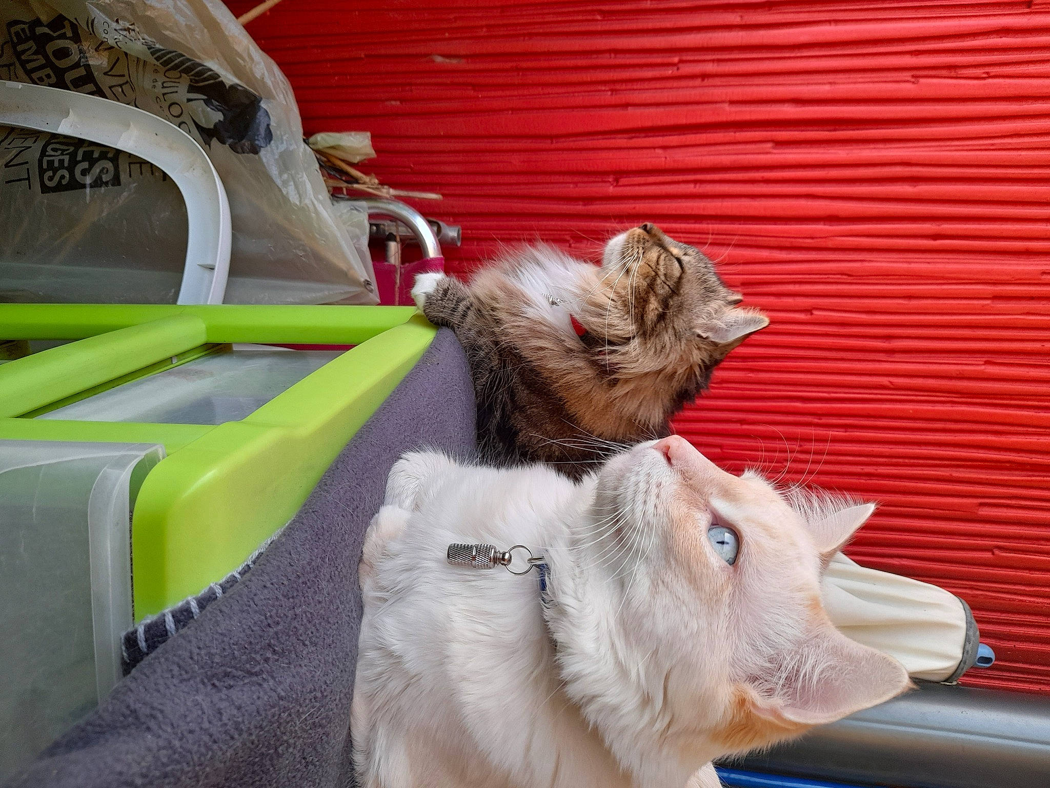 Bounty a rejoint le concours — aidez-le/la à gagner de superbes lots ! bag, carnivore, cat, comfort, domestic_short_haired_cat, fawn, felidae, fur, grass, small_to_medium_sized_cats, tail, thread, whiskers, window, wood, wool