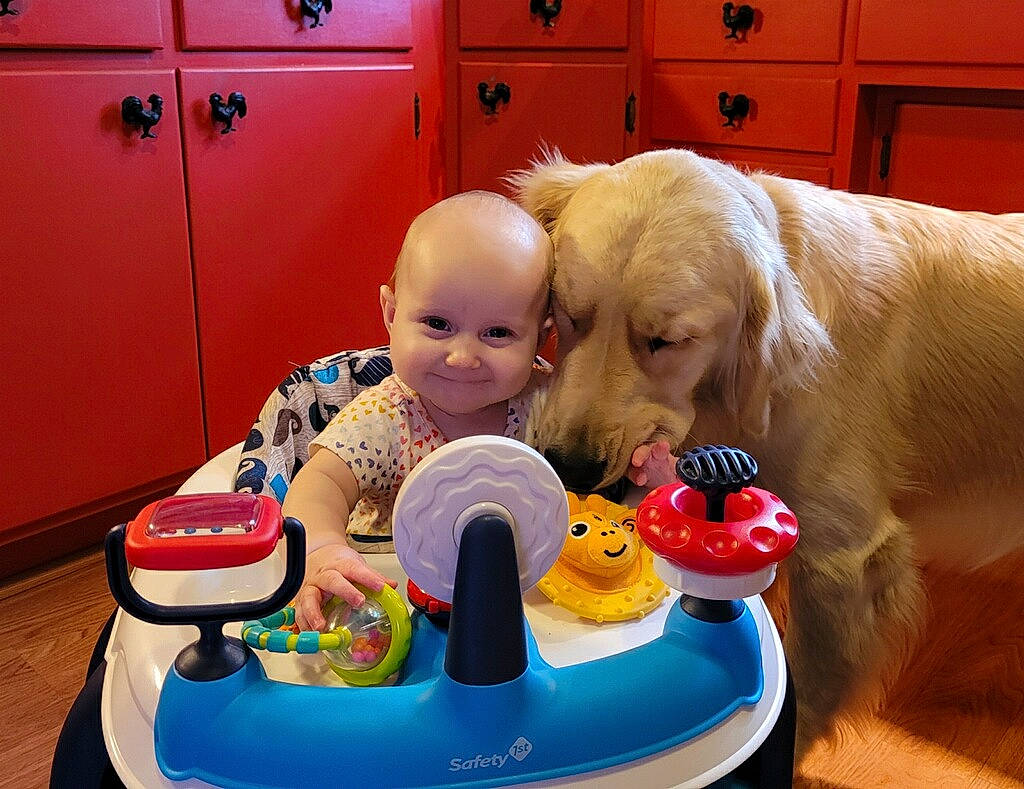 Laya joined the competition — help win amazing prizes! baby, cabinetry, carnivore, child, companion_dog, dog, dog_breed, dog_supply, drawer, flooring, fun, joy, leisure, locker, person, recreation, riding_toy, smile, toddler, toy