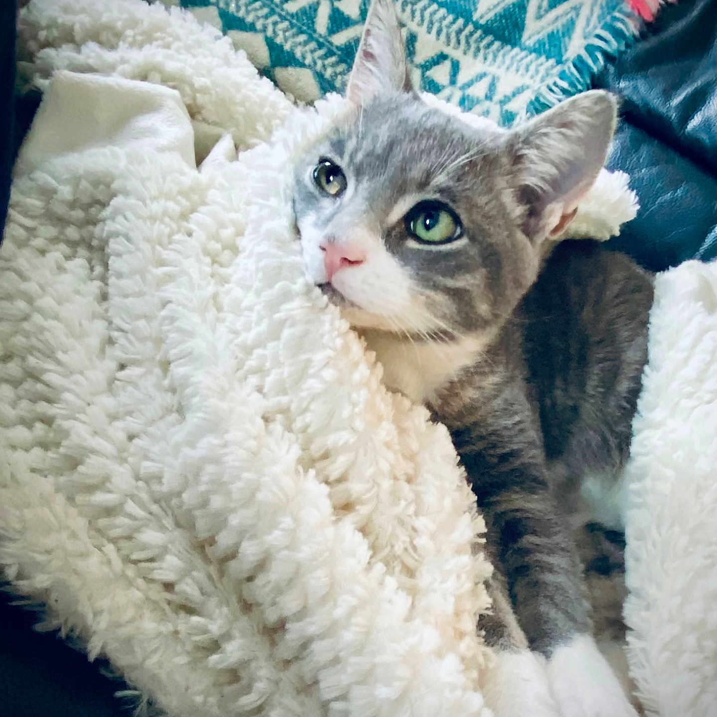 Brownie participe au concours pour gagner de l'argent avec cette photo : abyssinian, animal, bed, blanket, cat, couch, cushion, face, furniture, head, homedecor, indoors, kitten, manx, person, pet, photography, portrait, quilt, sleeping