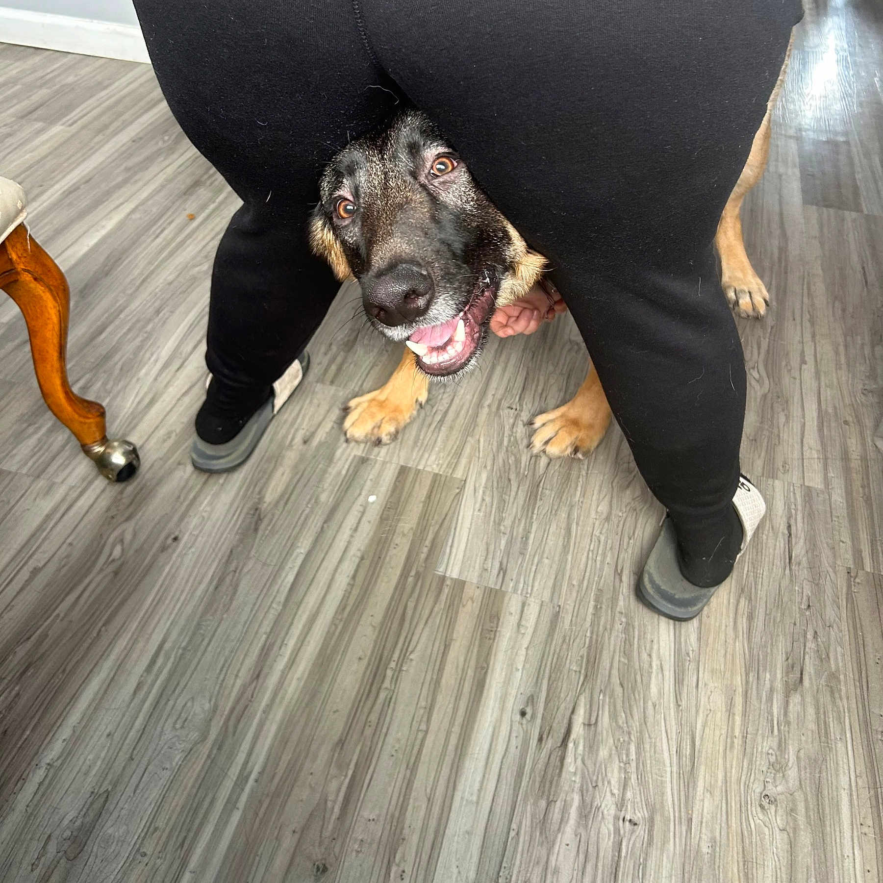 Abel is registered to the contest to win money with this photo: carnivore, companion_dog, dog, dog_breed, fawn, floor, flooring, fur, guard_dog, hardwood, laminate_flooring, road_surface, snout, sporting_group, tail, varnish, wood, wood_flooring, wood_stain, working_animal
