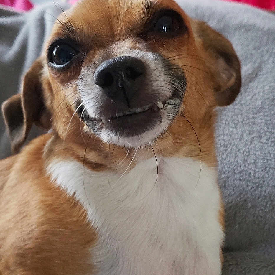 Poochie