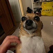 Poochie is registered to the contest to win money with this photo: animal, brown, carpet, close_up, cozy, cute, dog, expression, furniture, grin, hand, indoor, living_room, looking_at_camera, pet, shoe_rack, small_dog, teeth, wide_eyes, yellow_bag
