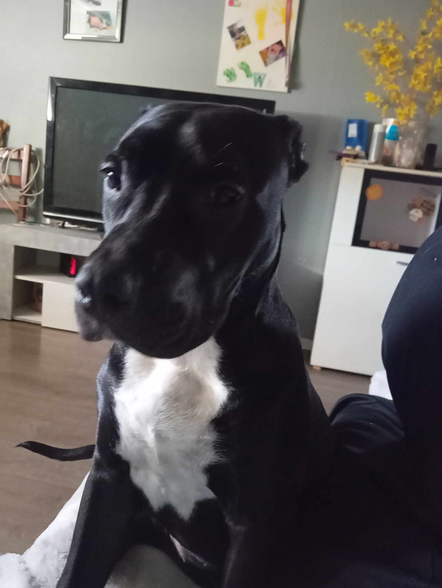 Nala a rejoint le concours — aidez-le/la à gagner de superbes lots ! dog, black_dog, white_chest, indoor, living_room, television, furniture, decor, pet, canine, floor, wall, cabinet, plant, cozy, domestic, animal, portrait, sitting, household