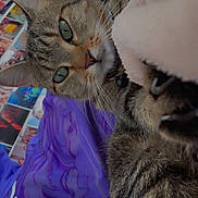 Ava a rejoint le concours — aidez-le/la à gagner de superbes lots ! animal, cat, close_up, colorful_background, curious, feline, fur, green_eyes, indoors, paw, pet, photography, pointed_ears, portrait, purple_shirt, relaxed, selfie, striped_fur, tabby_cat, whiskers