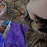 animal, cat, close_up, colorful_background, curious, feline, fur, green_eyes, indoors, paw, pet, photography, pointed_ears, portrait, purple_shirt, relaxed, selfie, striped_fur, tabby_cat, whiskers