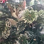 animal, background, blurred, cat, christmas_tree, closeup, curious, decorations, festive, fur, greenery, holiday, indoor, nature, out_of_focus, pet, pine_branches, snow, soft_light, winter