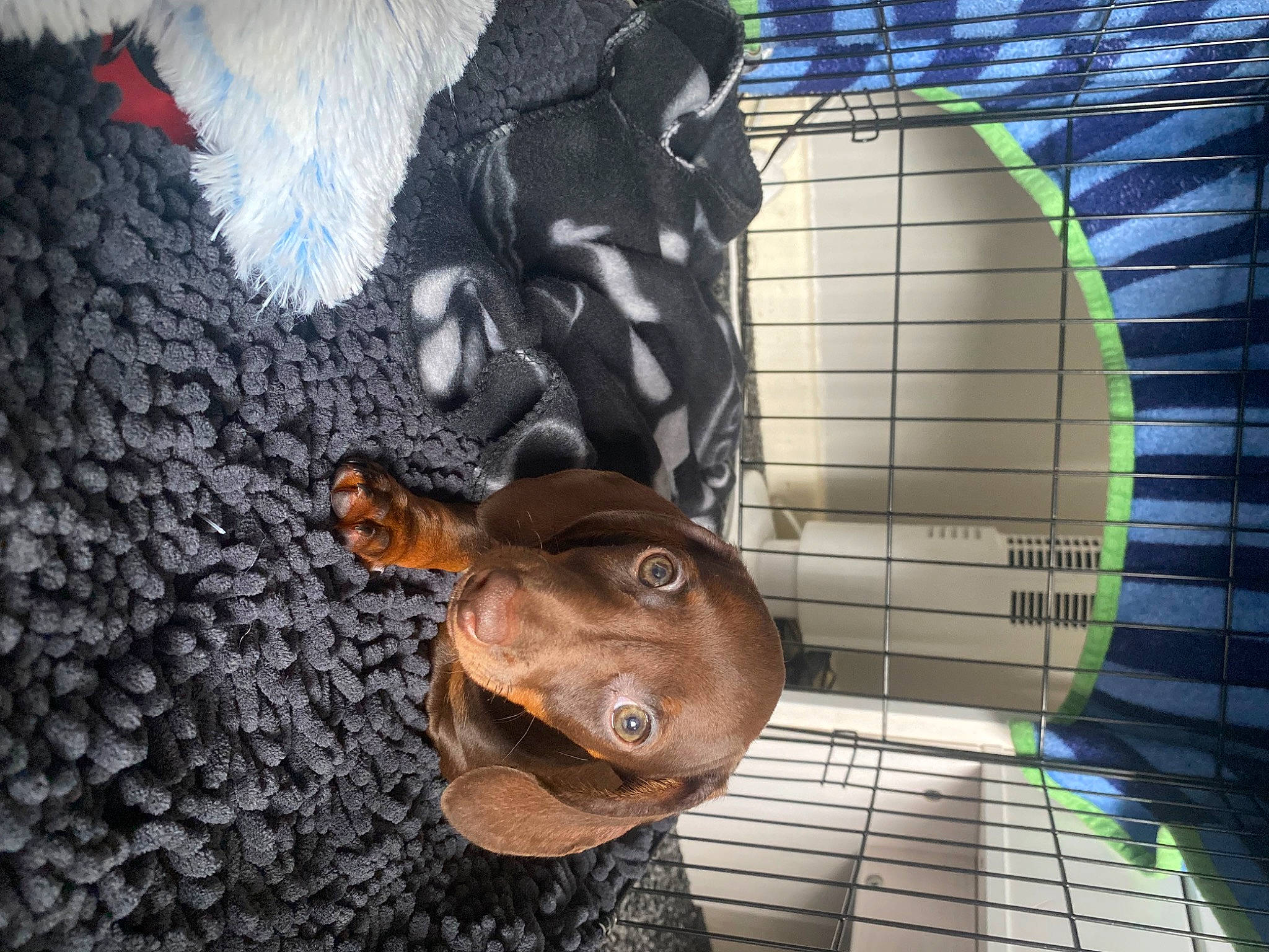 Benji joined the competition — help win amazing prizes! amphibian, animation, art, fawn, fish, grass, illustration, metal, organism, painting, pattern, reptile, rock, shadow, snout, terrestrial_animal, visual_arts, whiskers, wildlife, working_animal