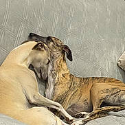 Sansuki a rejoint le concours — aidez-le/la à gagner de superbes lots ! dog, dogs, pet, canine, snuggling, couch, indoor, cozy, resting, affection, two_dogs, furniture, domestic, animal, companion, cute, relaxing, friendship, mammal, grey_couch
