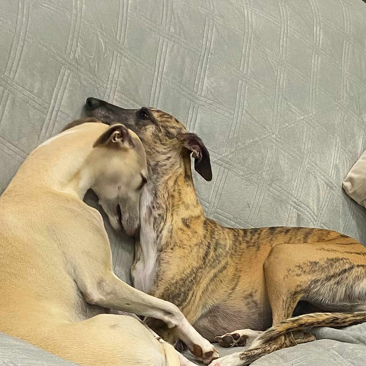 Sansuki a rejoint le concours — aidez-le/la à gagner de superbes lots ! affection, animal, canine, companion, couch, cozy, cute, dog, dogs, domestic, friendship, furniture, grey_couch, indoor, mammal, pet, relaxing, resting, snuggling, two_dogs