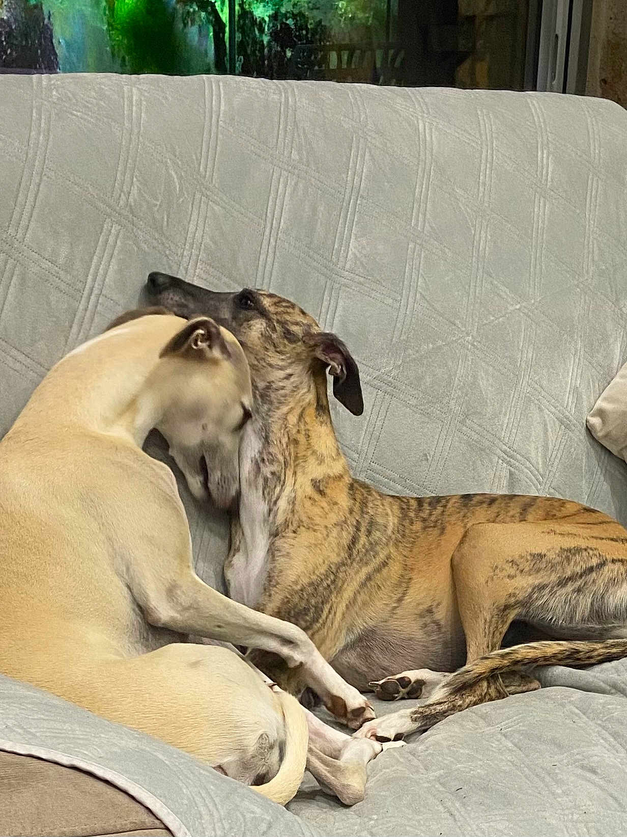 Sansuki a rejoint le concours — aidez-le/la à gagner de superbes lots ! dog, dogs, pet, canine, snuggling, couch, indoor, cozy, resting, affection, two_dogs, furniture, domestic, animal, companion, cute, relaxing, friendship, mammal, grey_couch