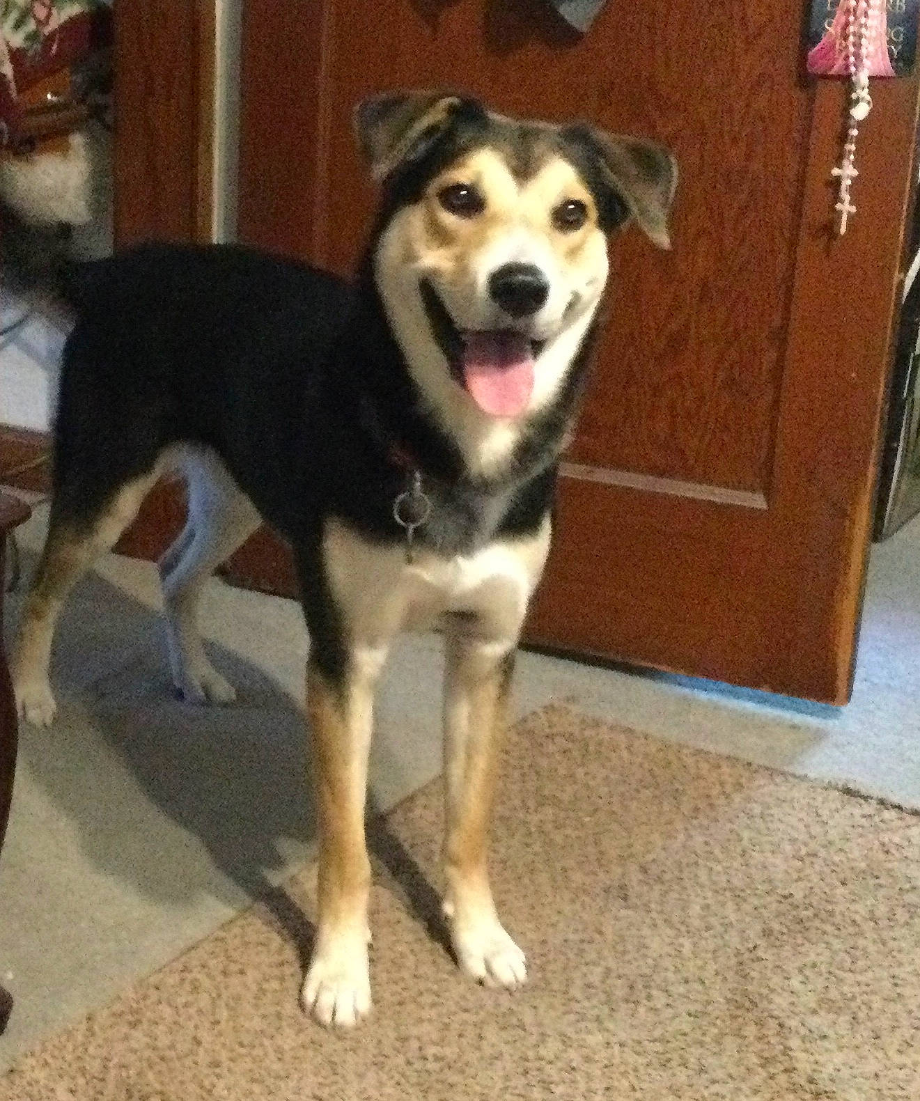 Littles is registered to the contest to win money with this photo: ancient_dog_breeds, canidae, carnivore, collar, companion_dog, dog, dog_breed, door, flooring, fur, giant_dog_breed, herding_dog, paw, pet_supply, snout, sporting_group, tail, working_animal, working_dog