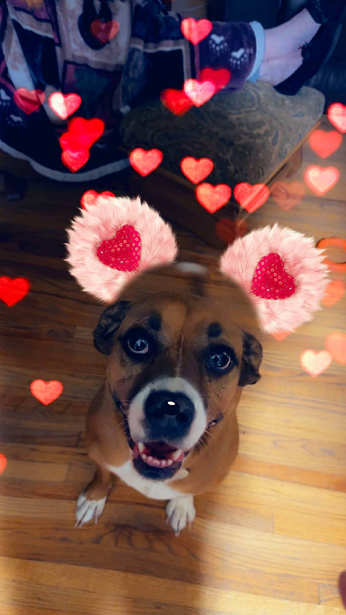 Shea joined the competition — help win amazing prizes! carnivore, christmas, christmas_ornament, companion_dog, dog, dog_breed, dog_clothes, dog_supply, fashion_accessory, fawn, fur, hat, party_supply, petal, pink, red, snout, sporting_group, wood, working_animal