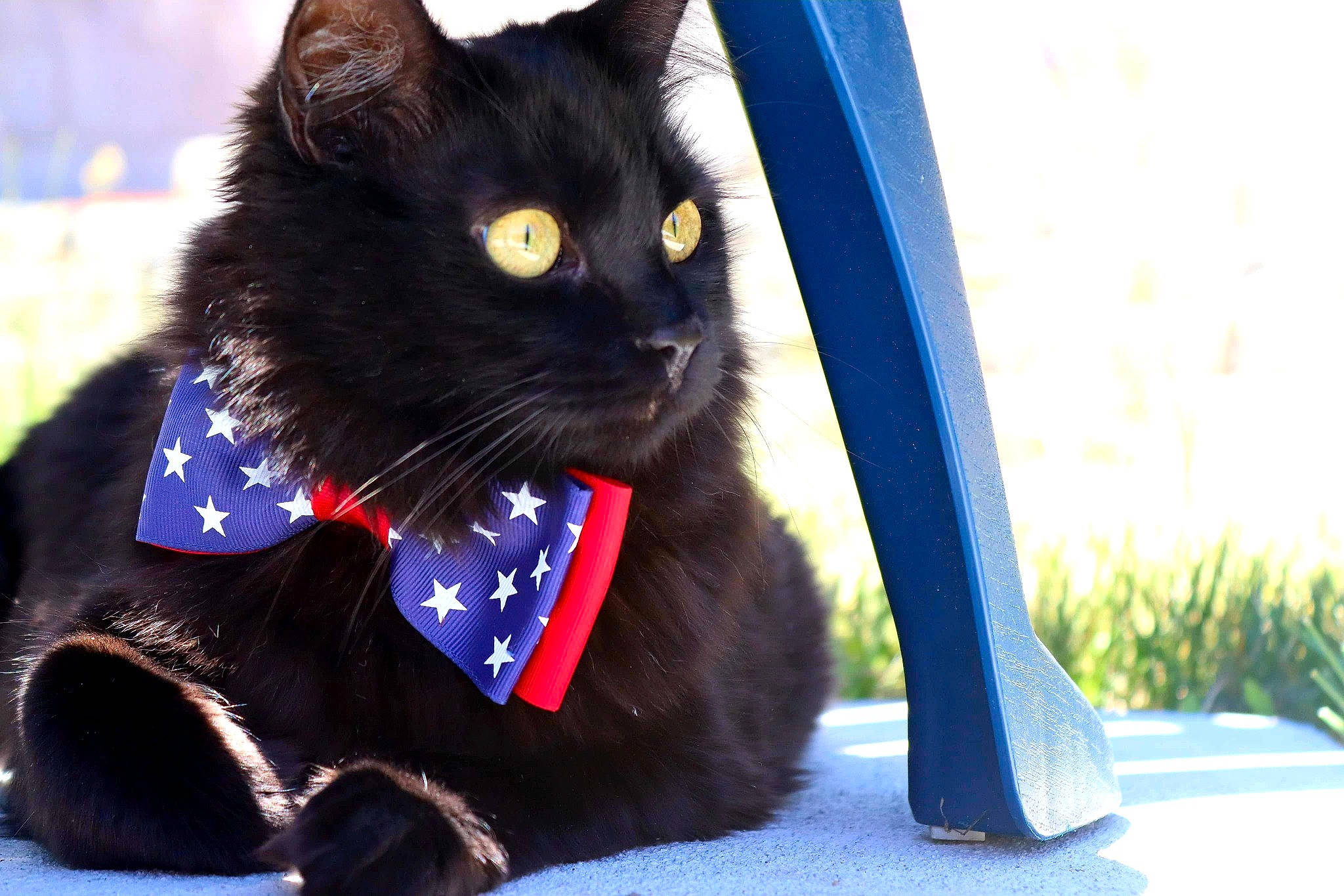 Coal joined the competition — help win amazing prizes! asian, black, black_cat, bombay, bow_tie, burmese, carnivore, cat, collar, domestic_short_haired_cat, fashion_accessory, felidae, fur, korat, mammal, small_to_medium_sized_cats, tail, tie, vertebrate, whiskers